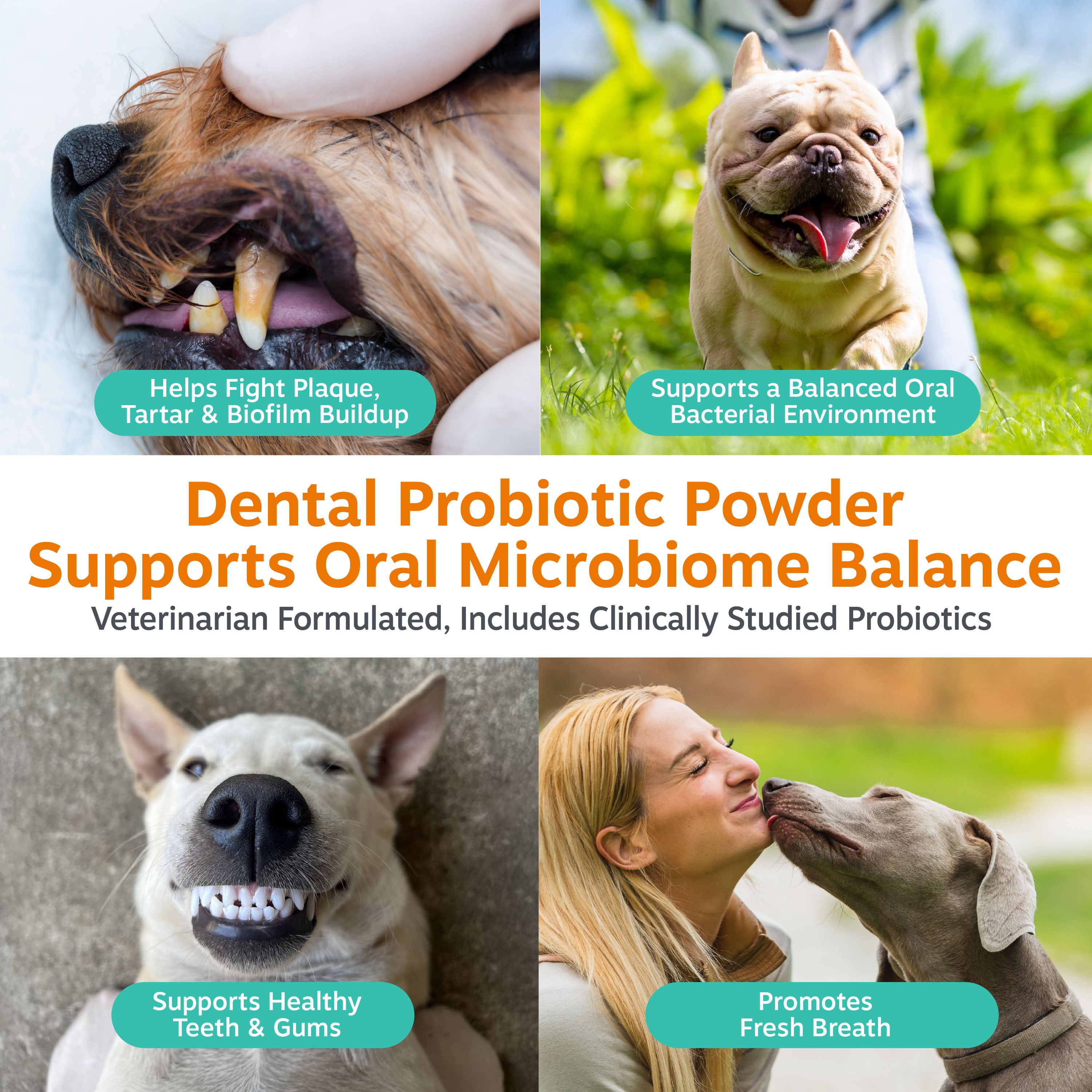 Dental Probiotic Powder for Dogs