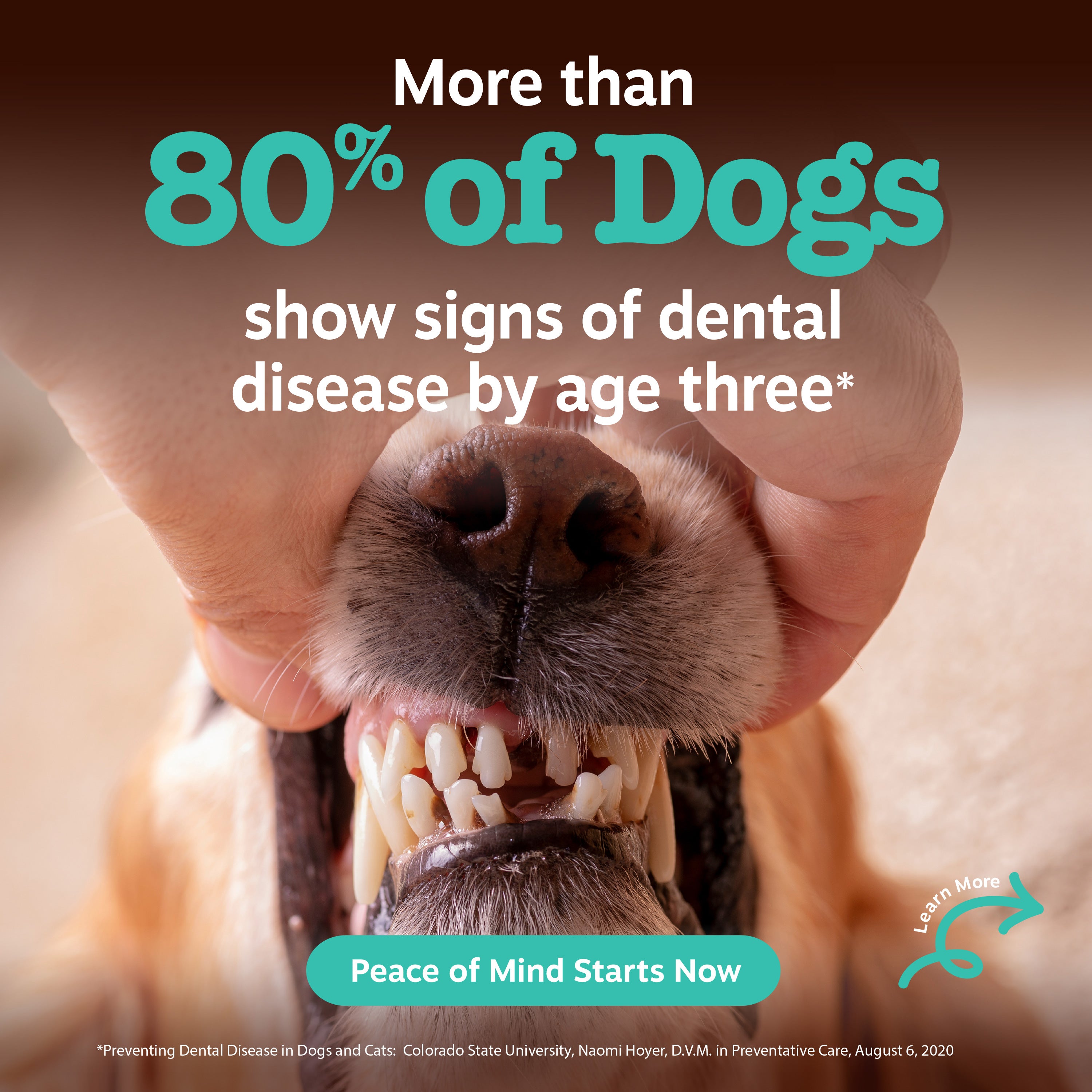 Dental Probiotic Powder for Dogs