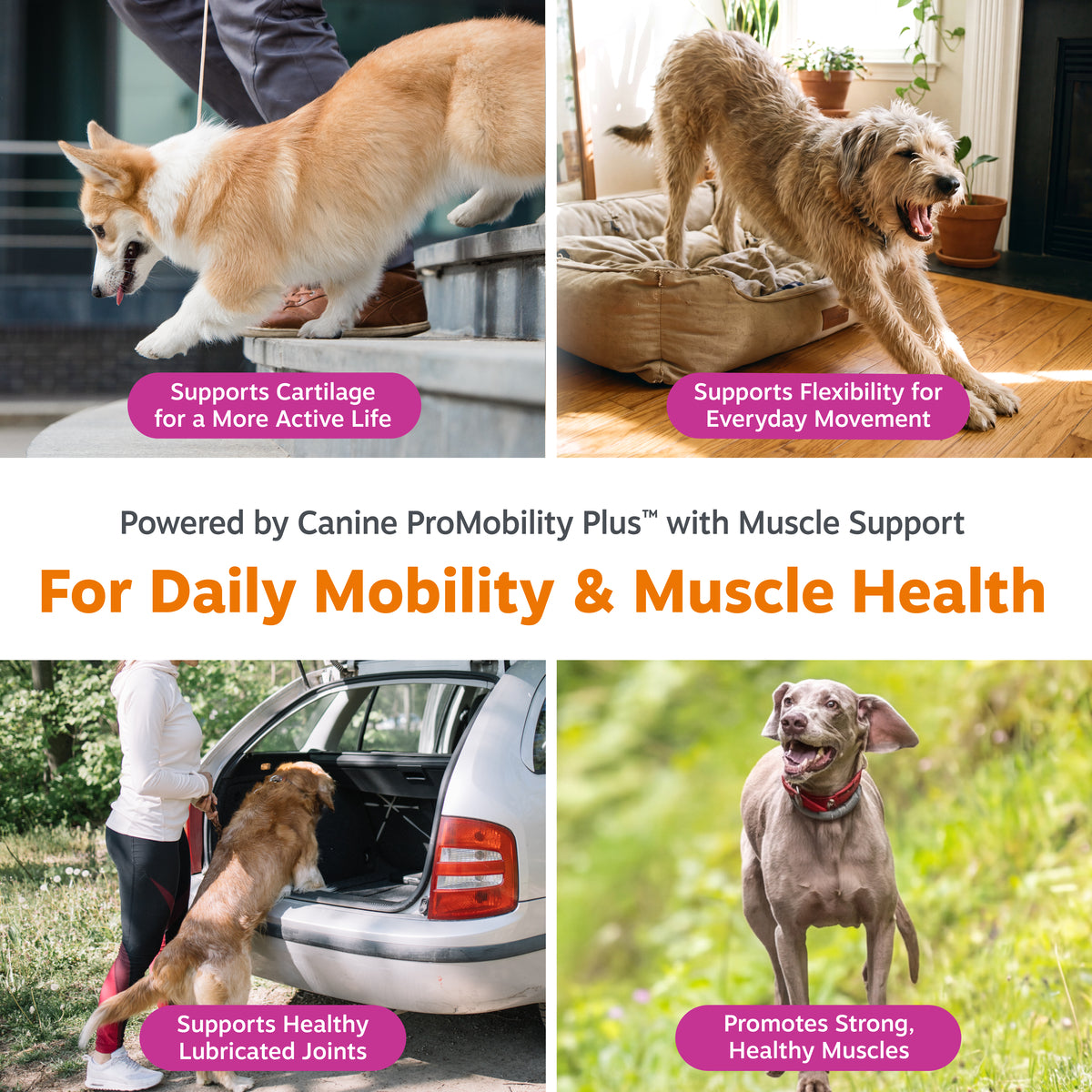 Vet Strength Mobility + Muscle Powder for Dogs