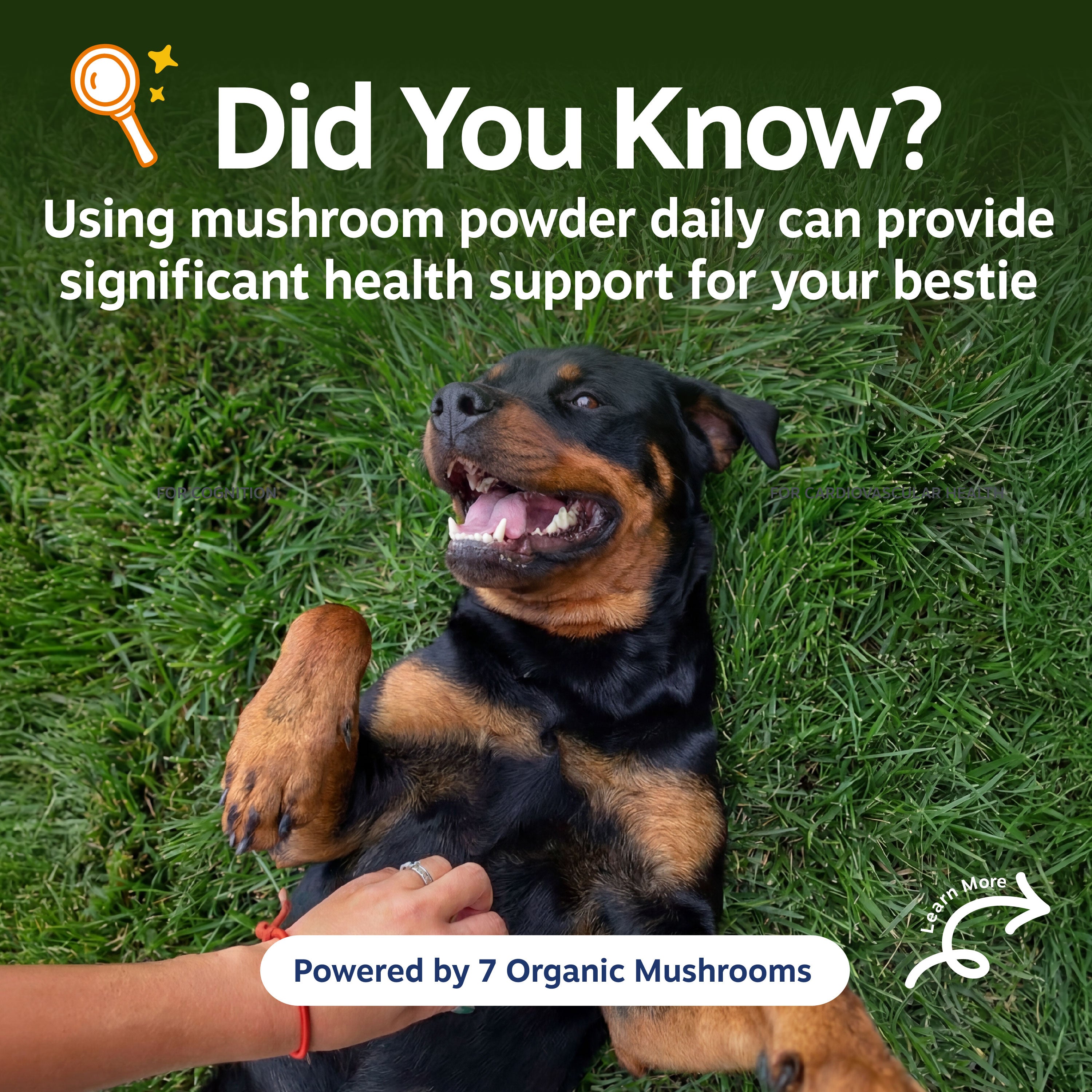 Mushroom Powder for Dogs
