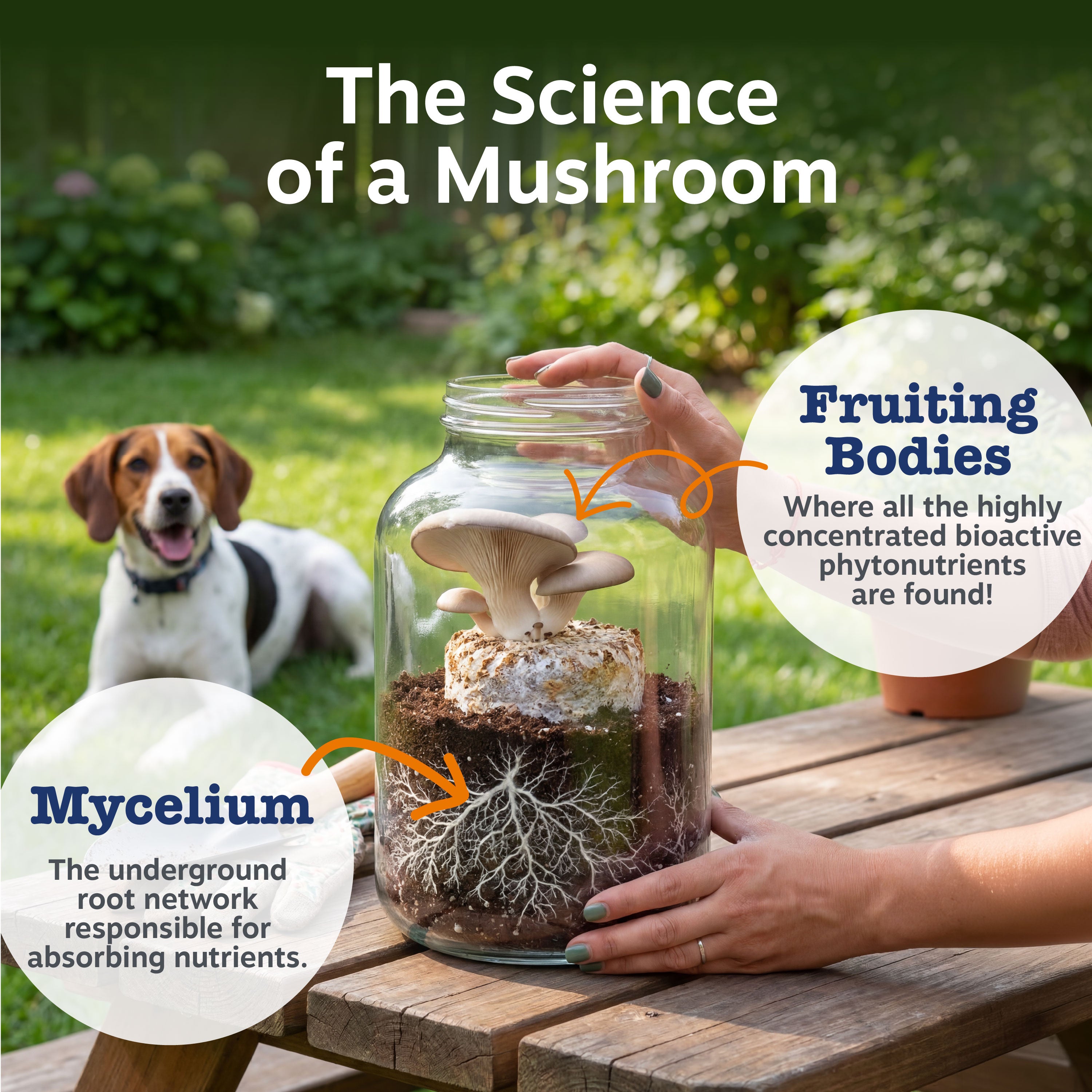 Mushroom Powder for Dogs