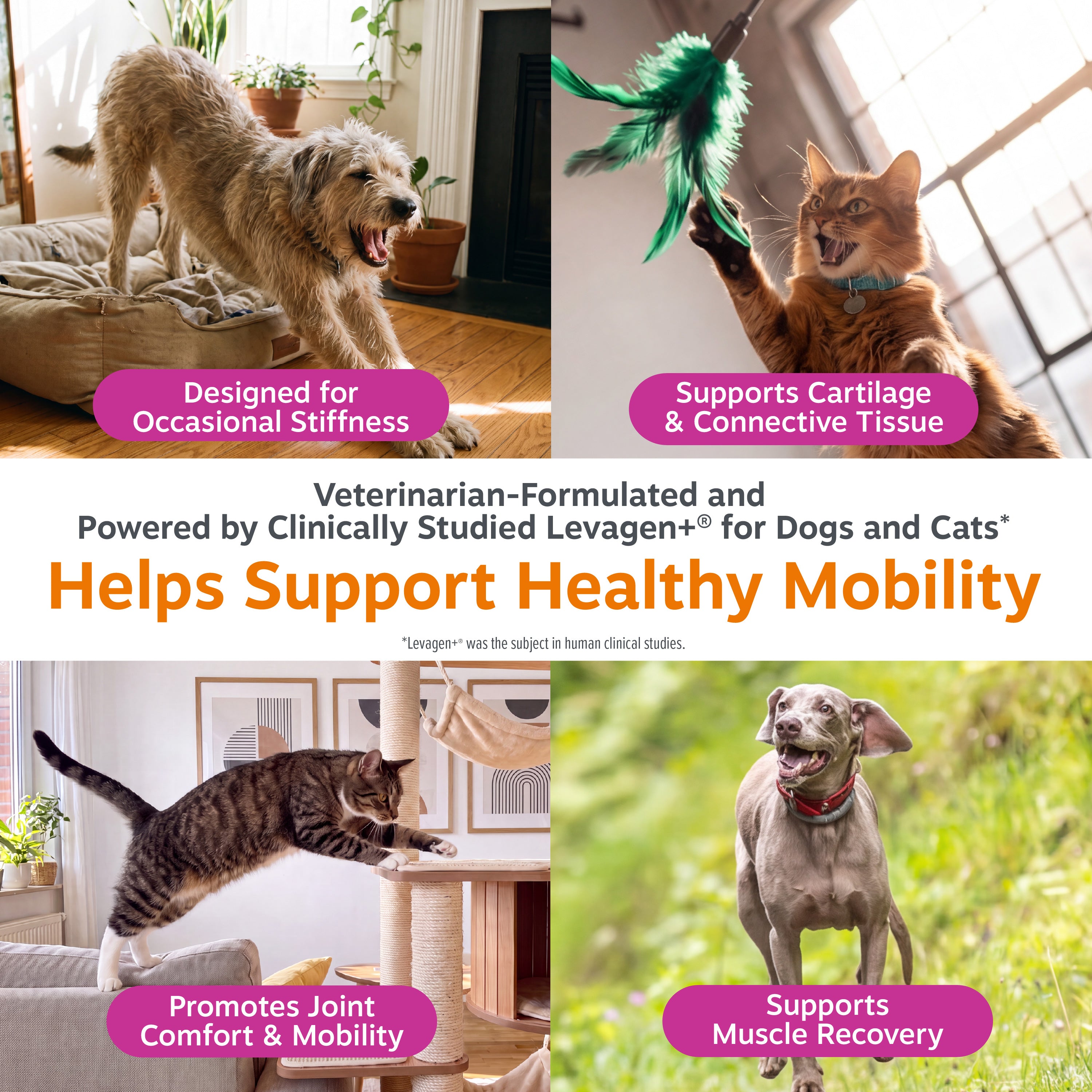 Hip & Joint Drops for Dogs