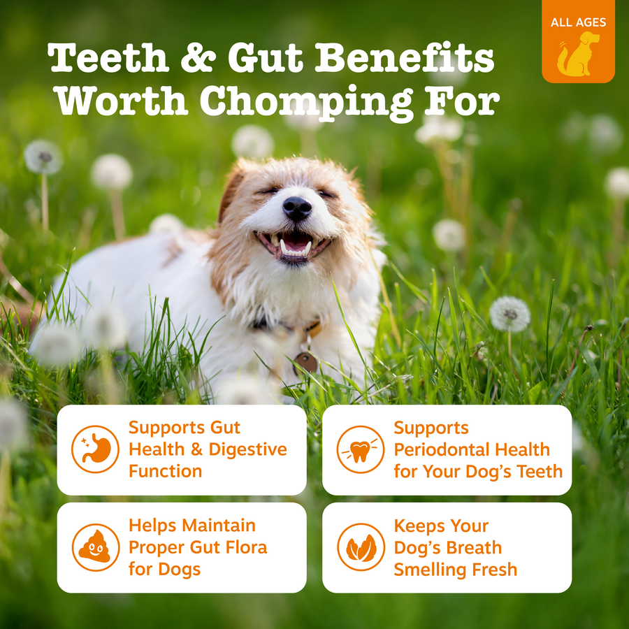 Hemp Elements™ Probiotic OraStix™ for Dogs 12oz