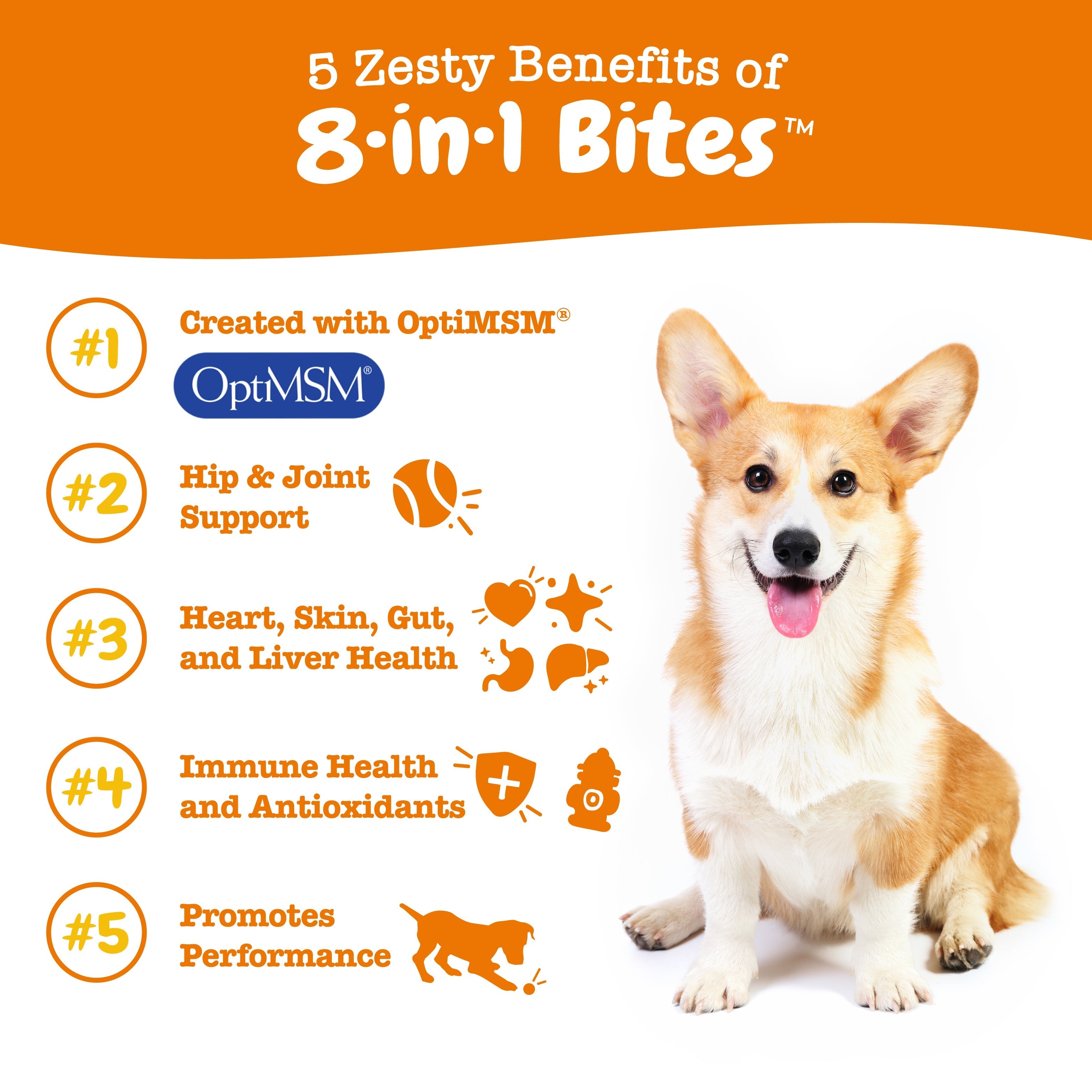 Multifunctional Bites + Turmeric Bites for Dogs Bundle