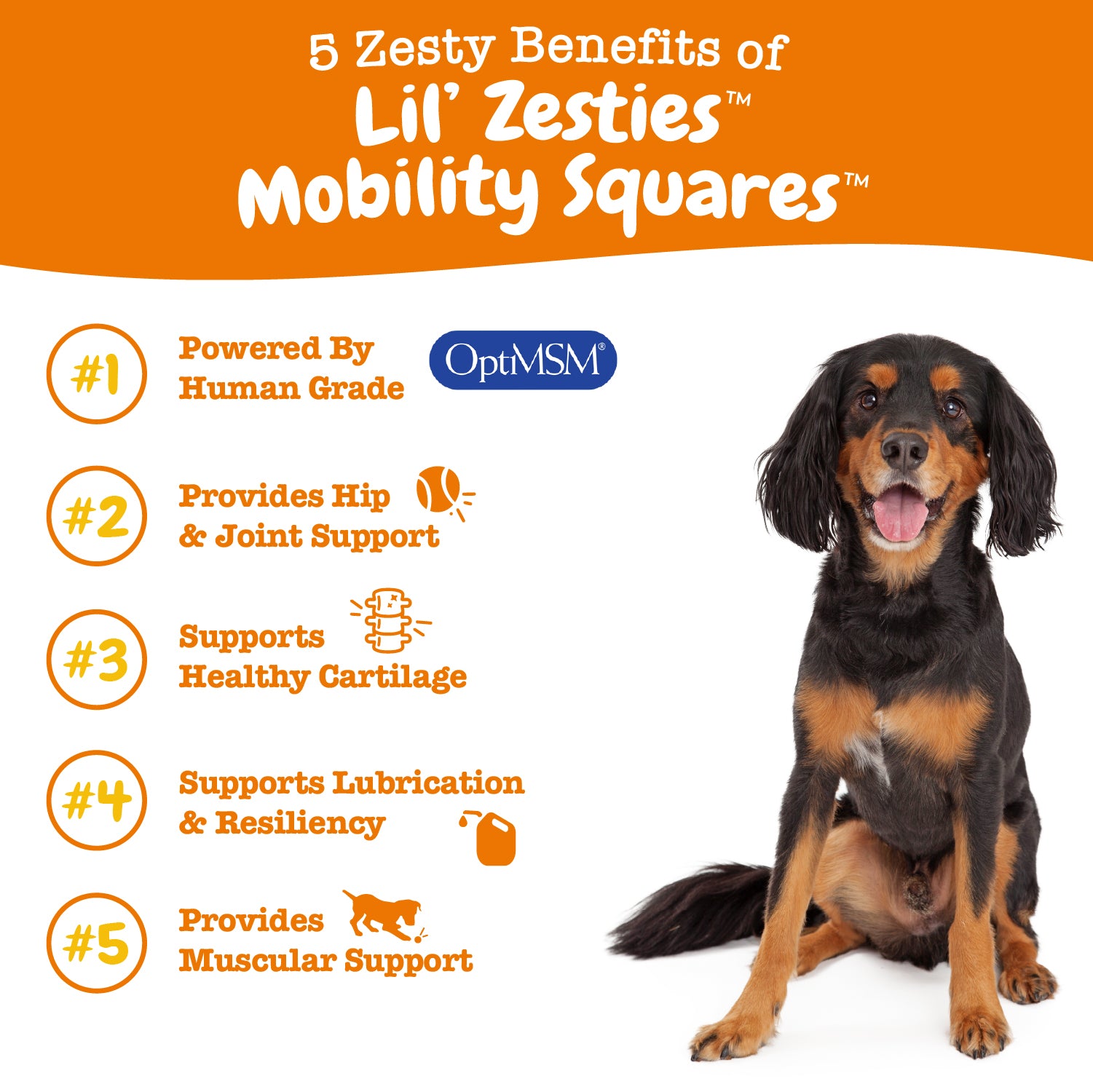 Mobility 3-Pack for Dogs