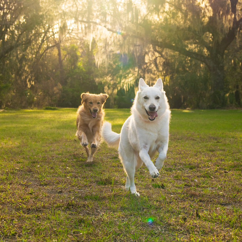 Easy Strides, Any Age