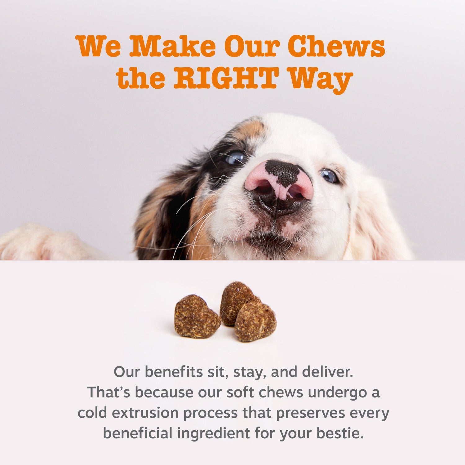 Probiotic Bites™ For Dogs