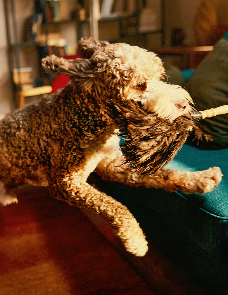 Dog playing with a plush toy on a couch in a cozy room.