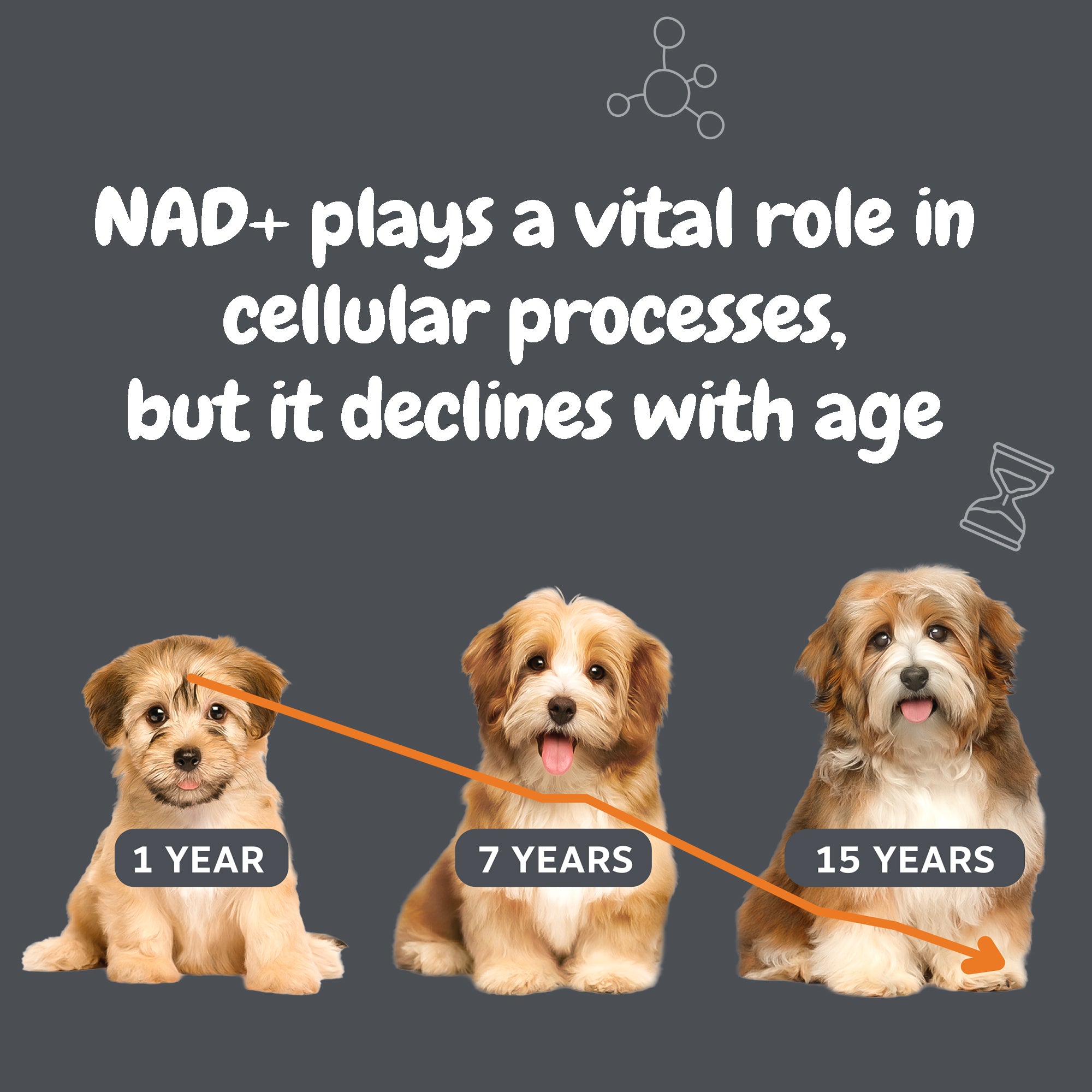 Neutricks for aging dogs shops