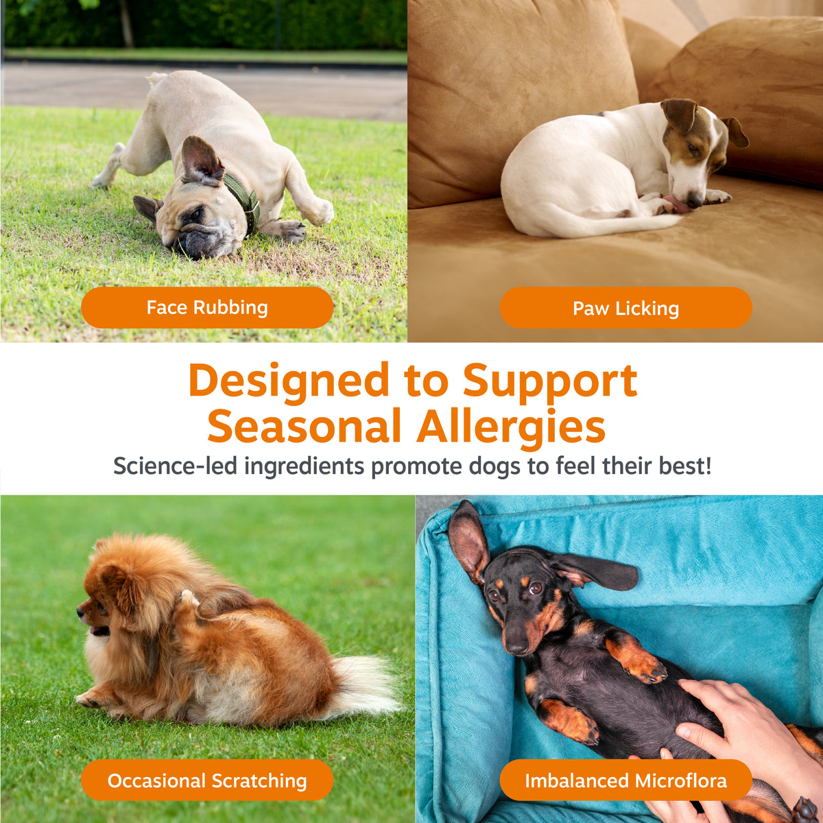 Allergy & Immune Mini Bites for Small Dogs