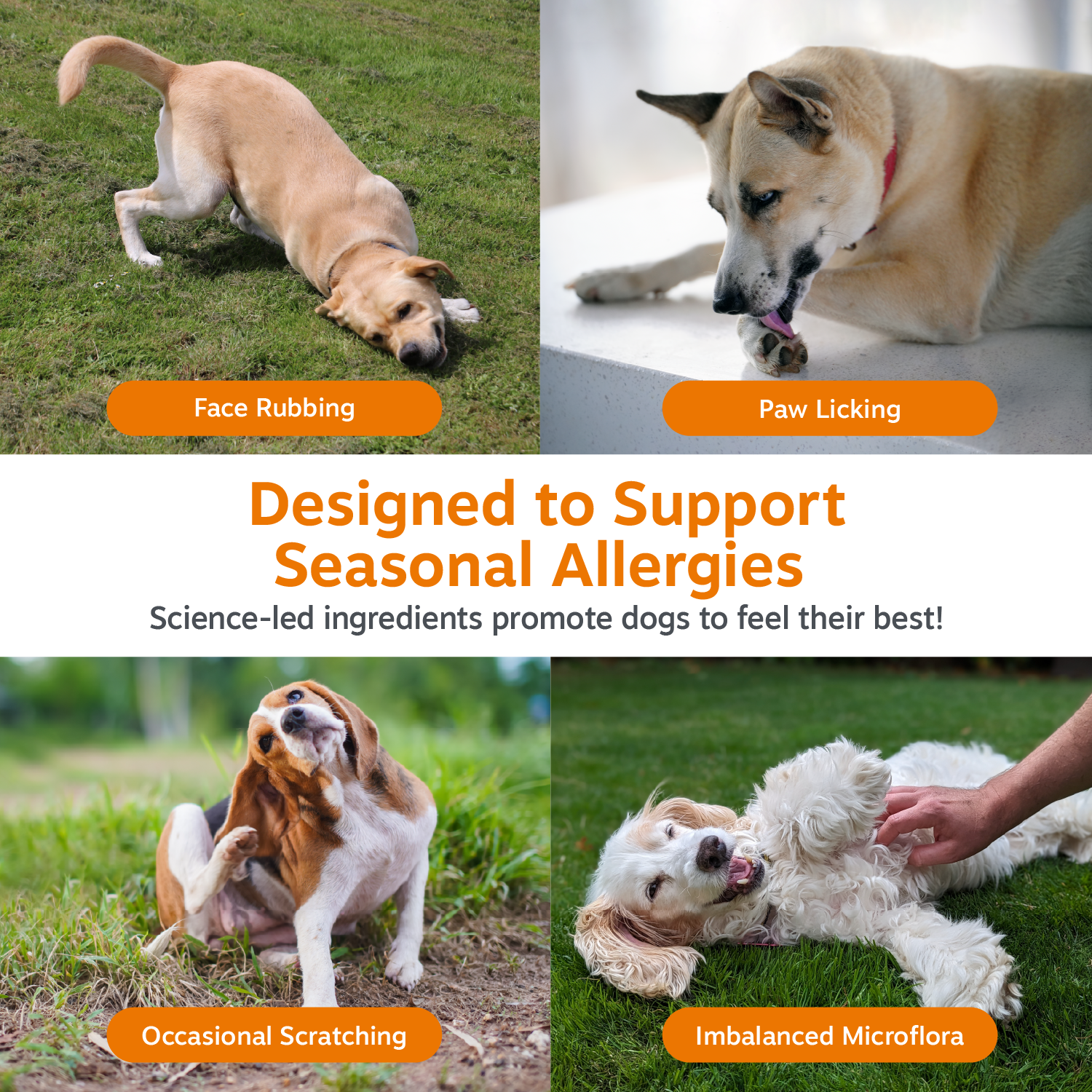 Vet Strength Allergy & Immune Bites for Dogs