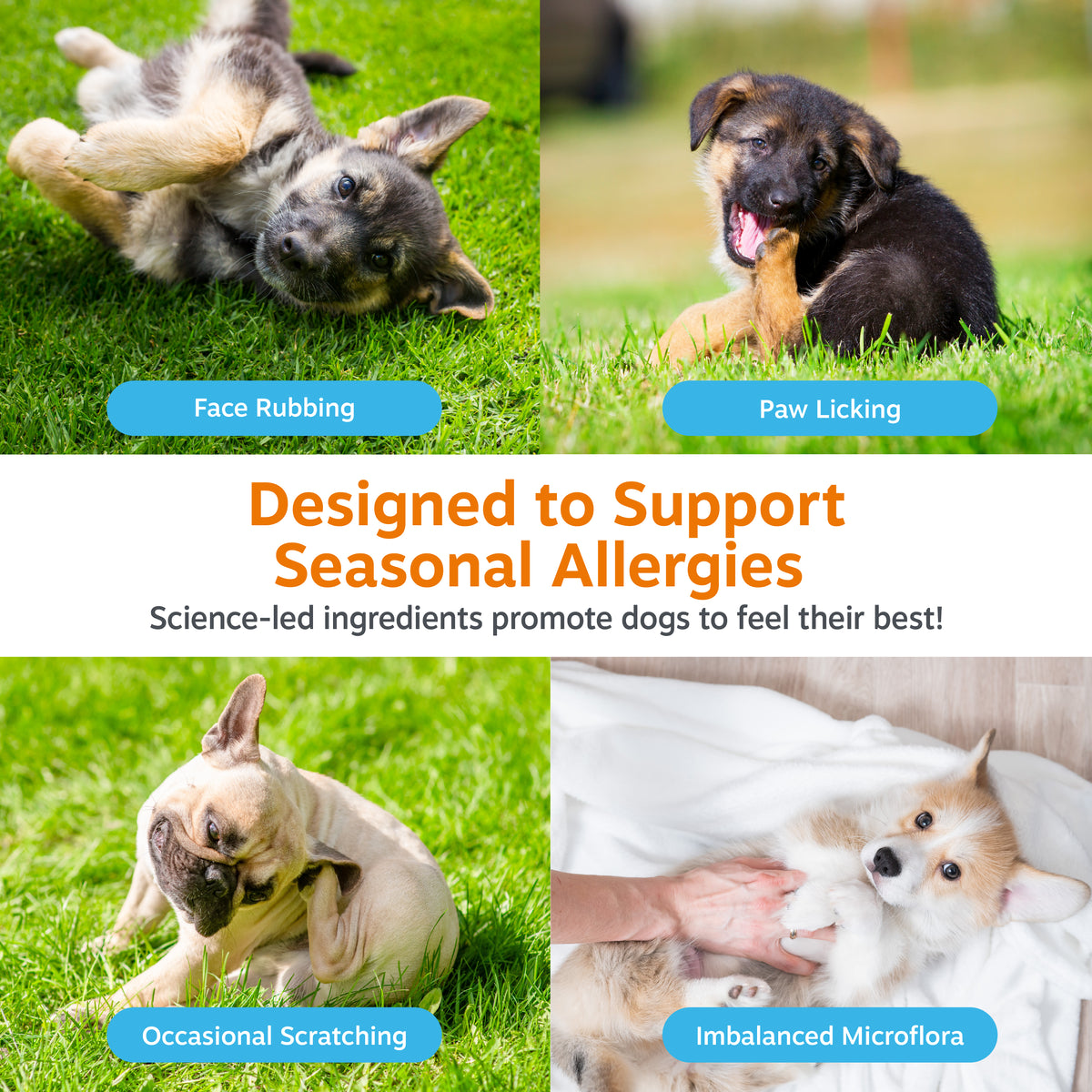 Puppy Allergy & Immune Bites
