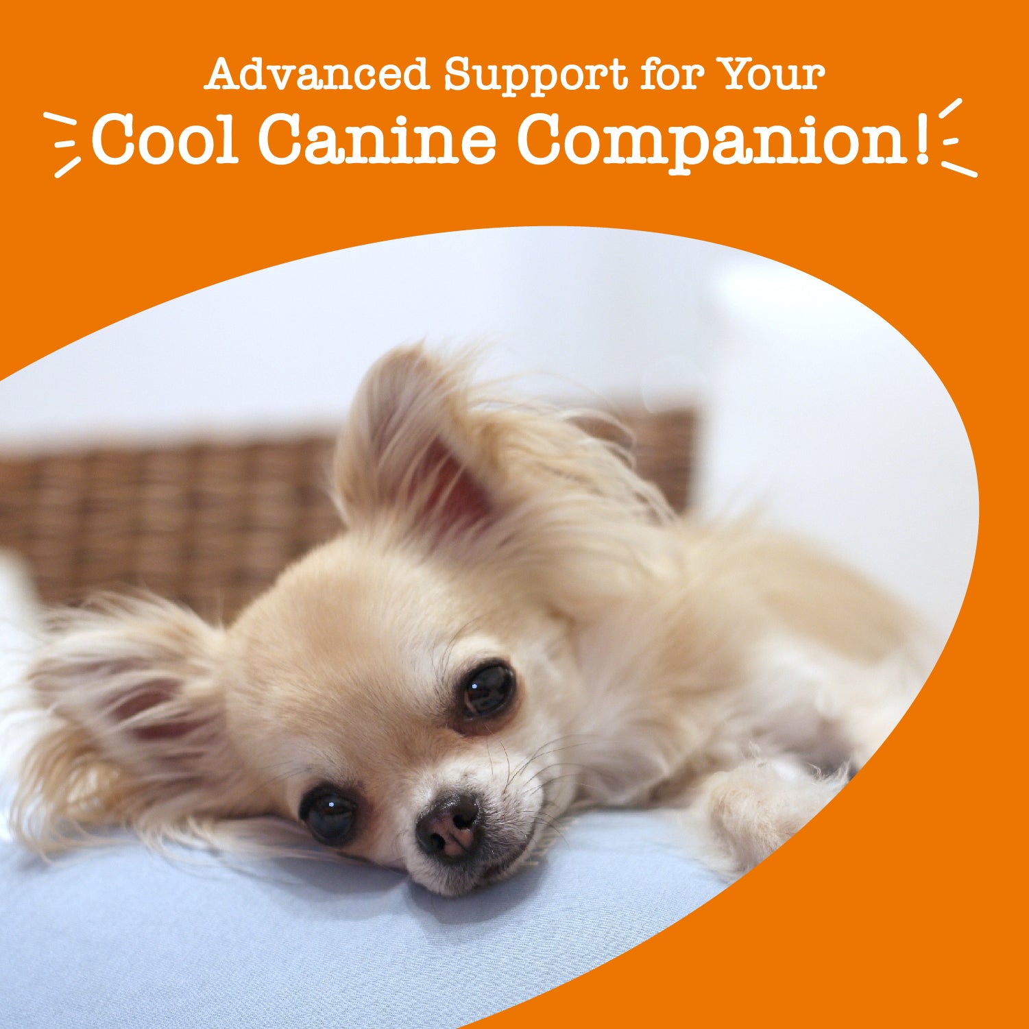 Advanced Calming Mini Bites™ for Small Dogs