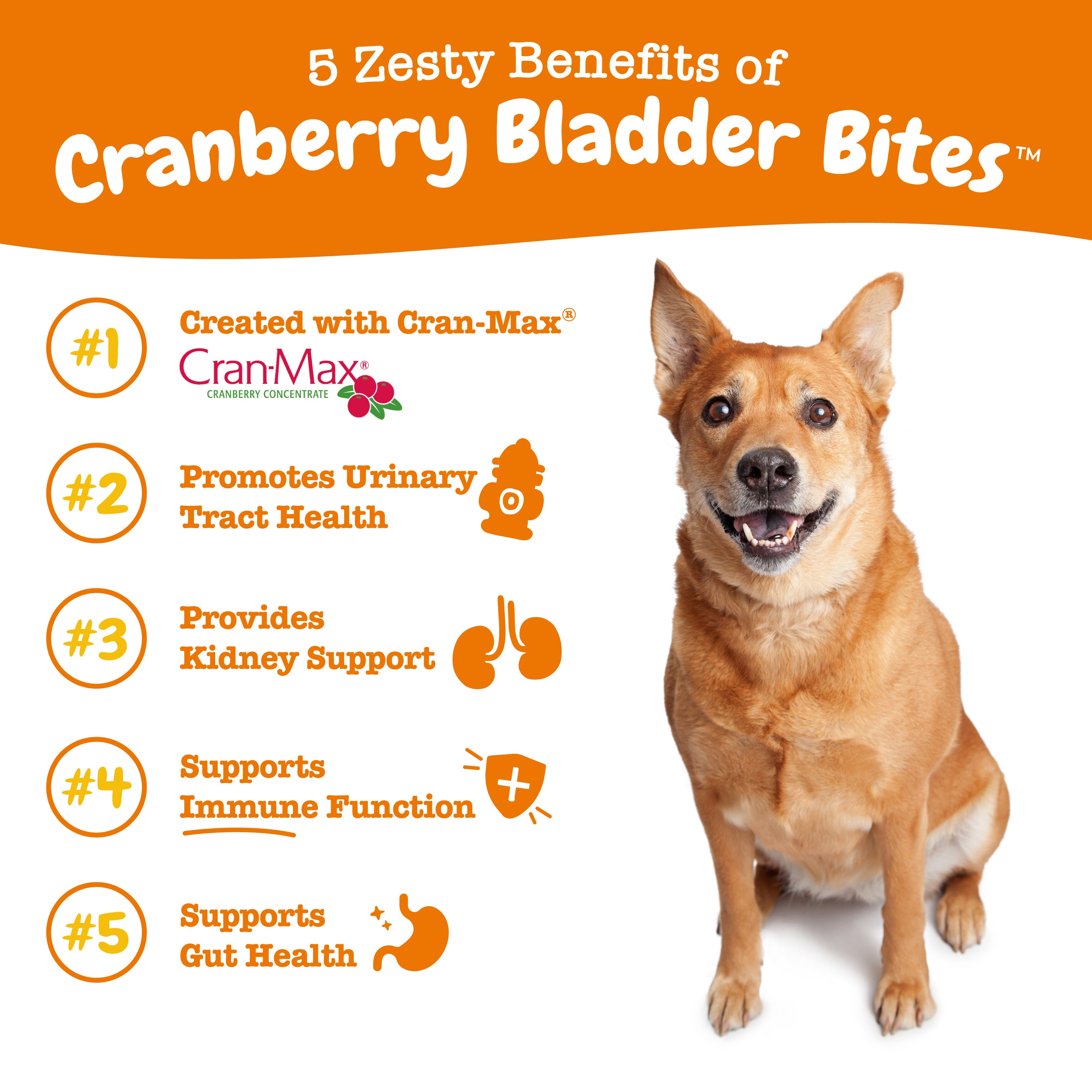 Urinary Tract (UT) Bites For Dogs