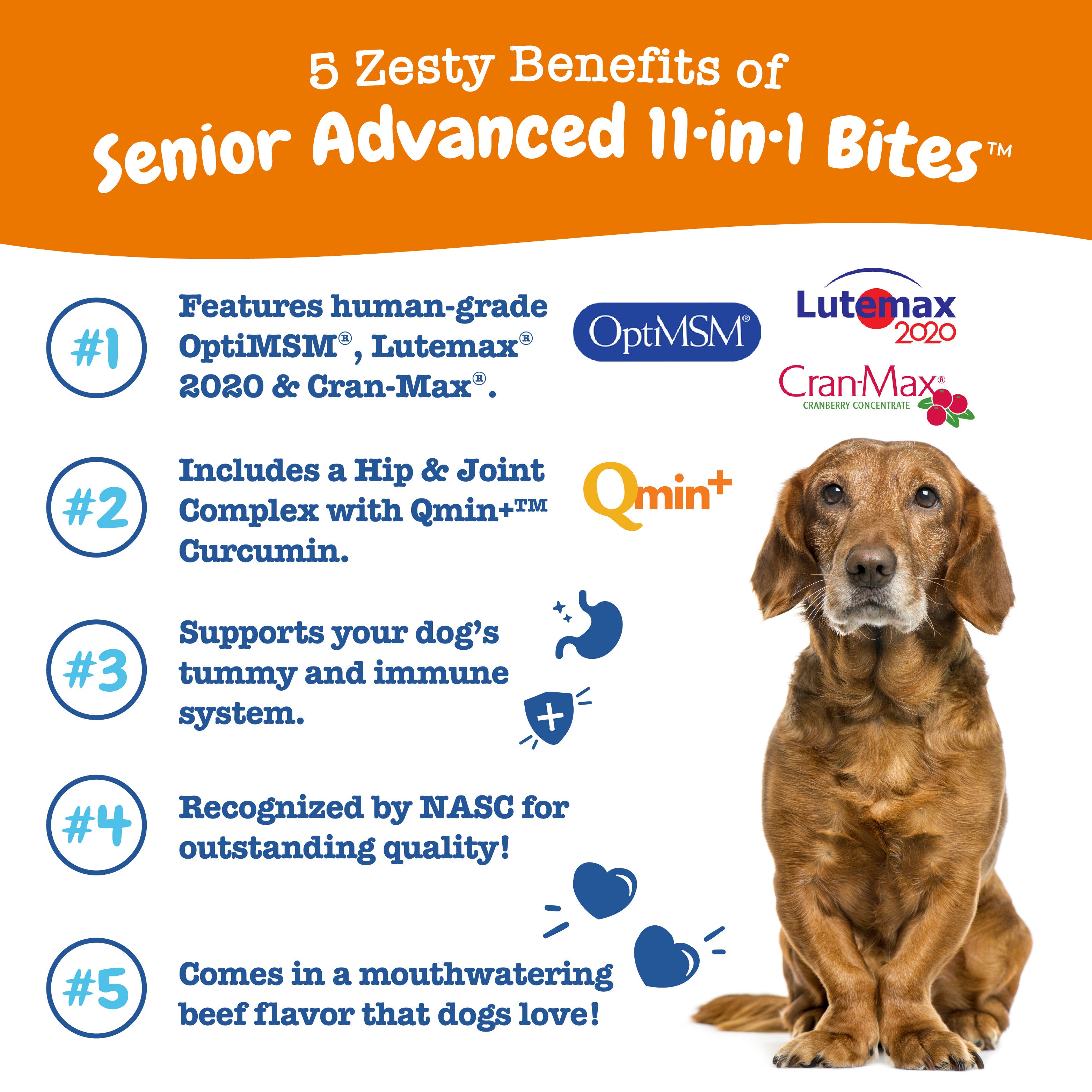 Senior Advanced 11-in-1 Multivitamin Bites for Senior Dogs