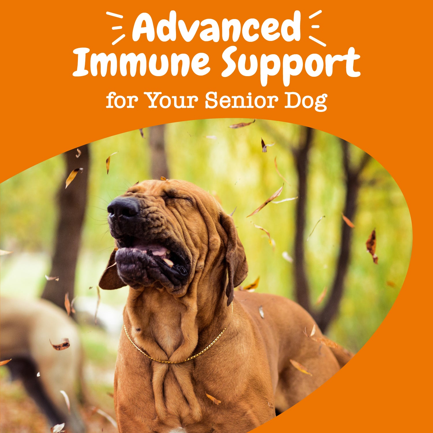 Senior Advanced Allergy & Immune Bites for Senior Dogs