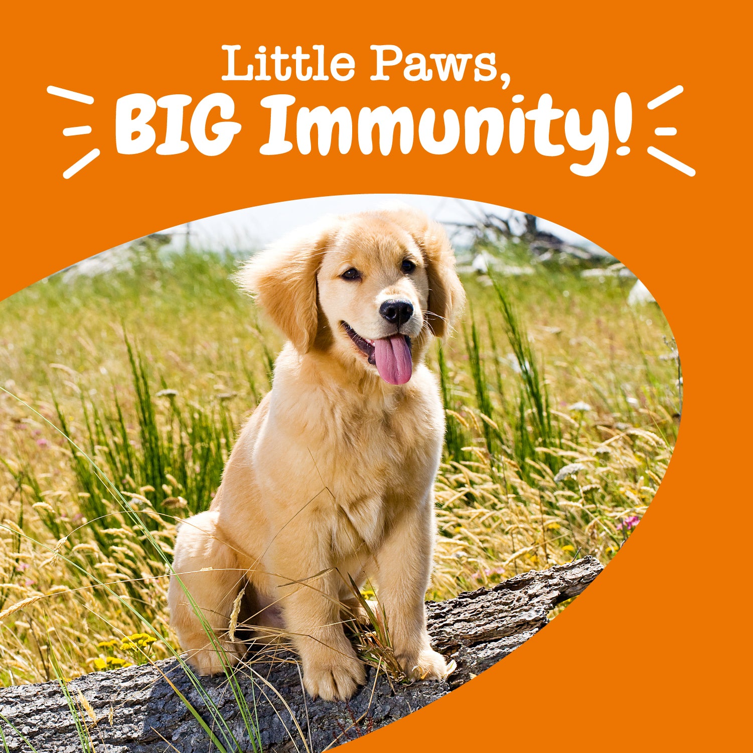 Puppy Allergy & Immune Bites