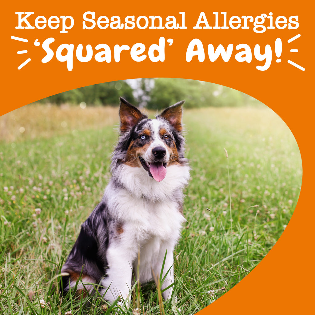 Zesty paws allergy store immune bites australia